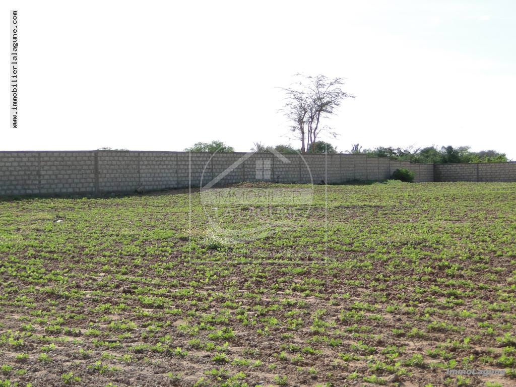 Agence Immobilière Saly Sénégal - T2119 - Terrain à NGUERIGNE - T2119 Terrain viabilisé à vendre à Nguering Sénégal