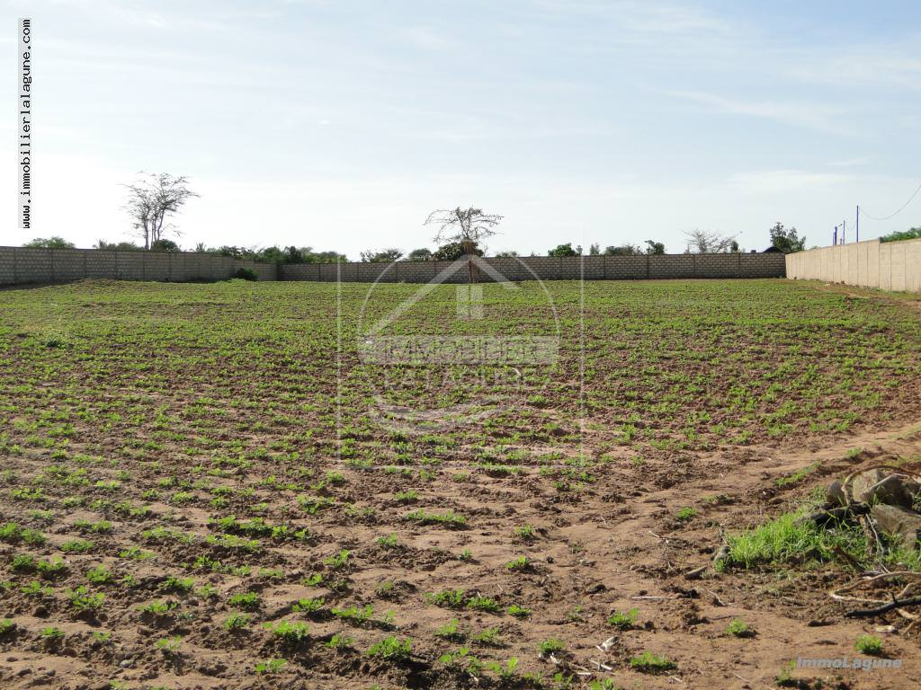 Agence Immobilière Saly Sénégal - T2120 - Terrain à NGUERIGNE - T2120 Terrain à vendre à Nguering senegal