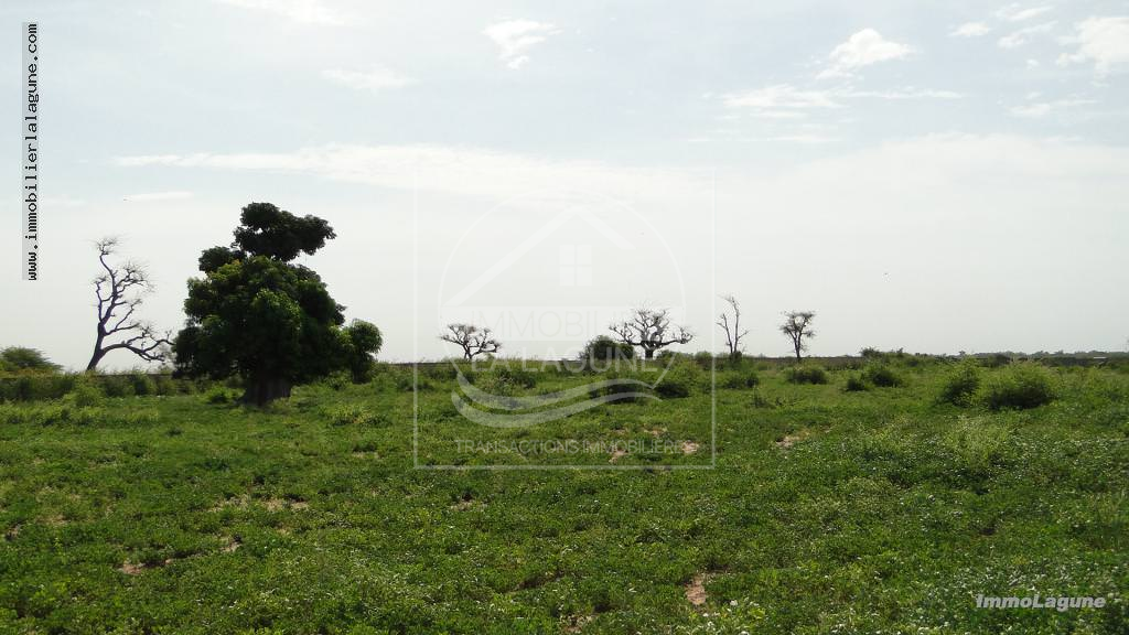 Agence Immobilière Saly Sénégal - T2139 - Terrain à NGUERIGNE - T2139 grand Terrain à vendre à Nguering Sénégal