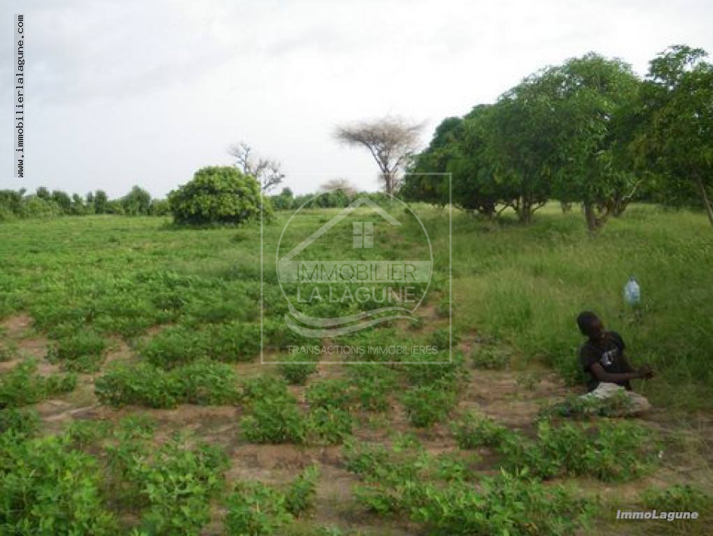 Agence Immobilière Saly Sénégal - T2178 - Terrain à GANDIGAL - v2178-terrain-a-vendre-a-gandigal-senegal