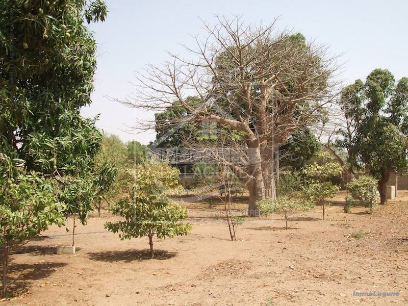 Agence Immobilière Saly Sénégal - T2222 - Terrain à NGUEKHOKH - T2222 terrain-nguekokh-senegal