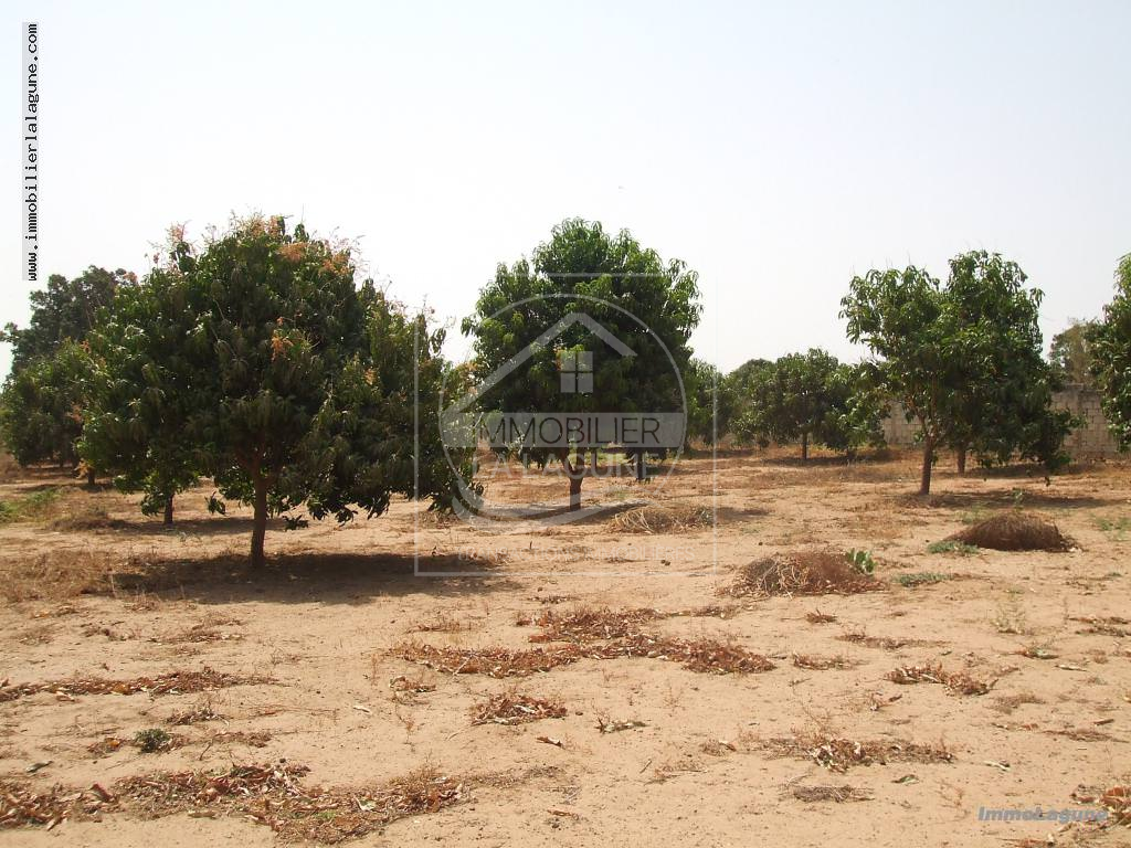 Agence Immobilière Saly Sénégal - T2222 - Terrain à NGUEKHOKH - T2222 terrain-nguekokh-senegal