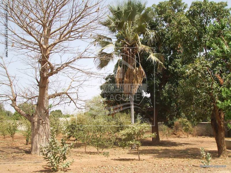 Agence Immobilière Saly Sénégal - T2222 - Terrain à NGUEKHOKH - T2222 terrain-nguekokh-senegal