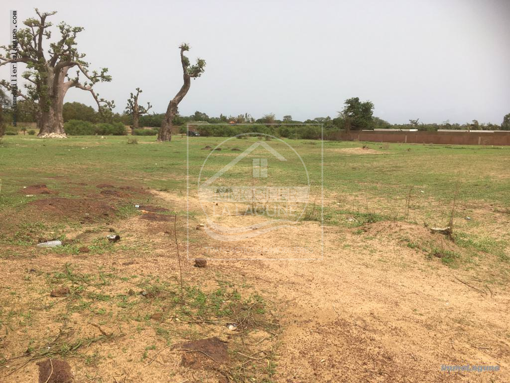 Agence Immobilière Saly Sénégal - T2246 - Terrain à NGUERIGNE - T2246 terrain à vendre à nguerigne senegal