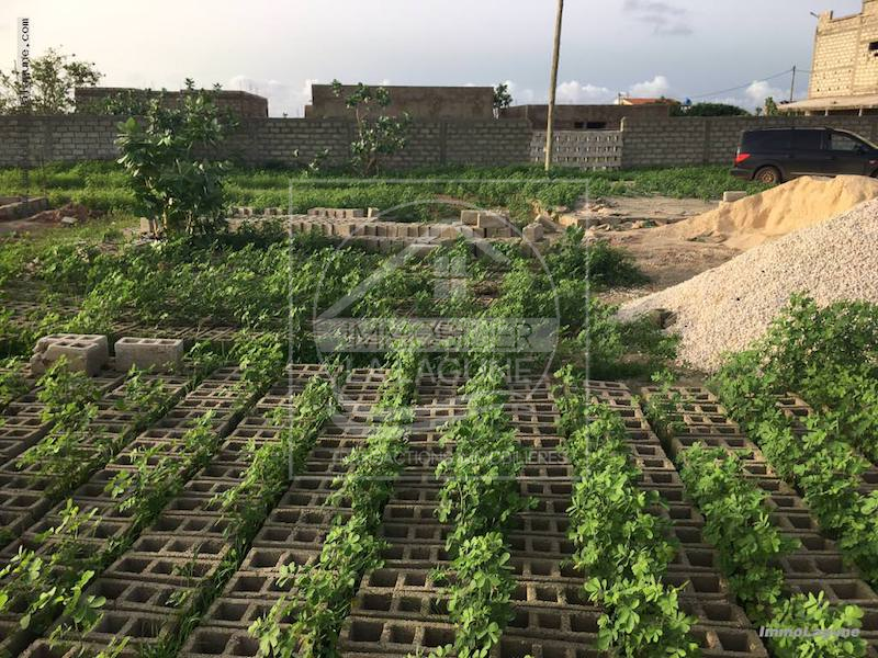 Agence Immobilière Saly Sénégal - T2258 - Terrain à SOMONE - T2258 terrain à acheter à somone senegal