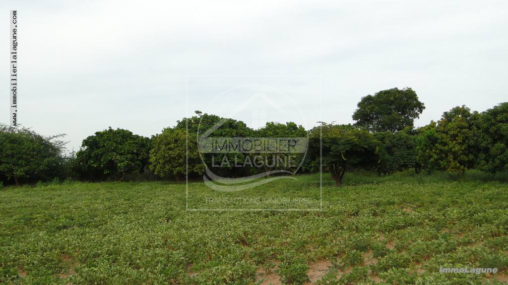 Agence Immobilière Saly Sénégal - T2272 - Terrain à NGUERIGNE - T2272 terrain-a-vendre-nguering