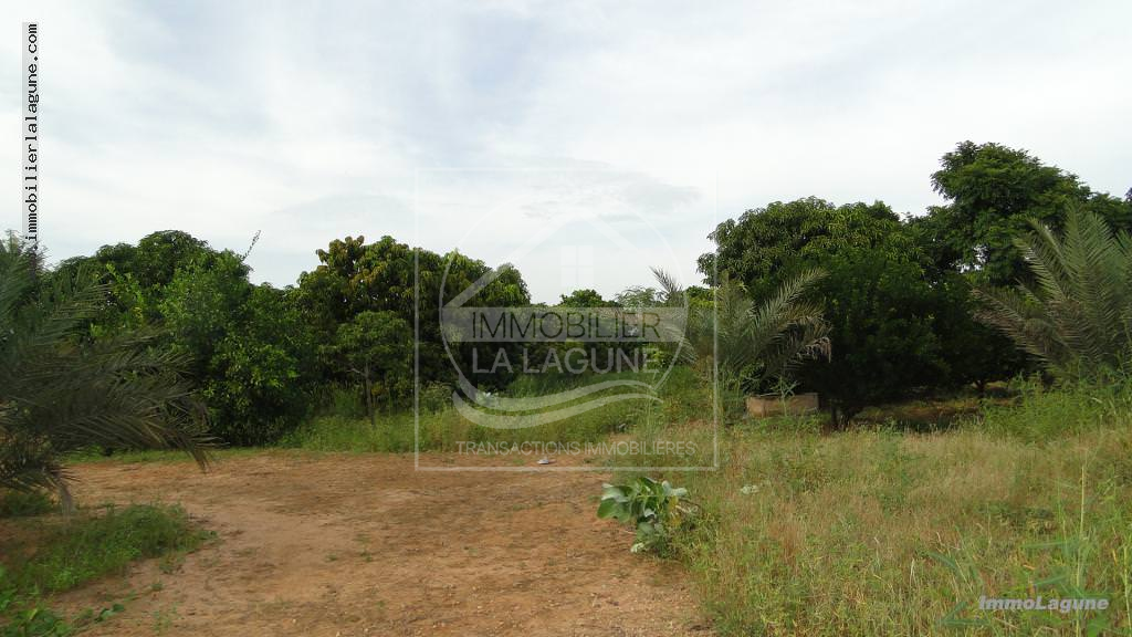 Agence Immobilière Saly Sénégal - T2272 - Terrain à NGUERIGNE - T2272 terrain-a-vendre-nguering