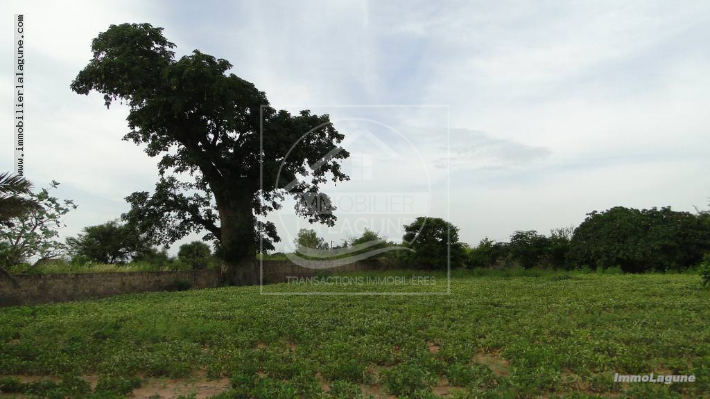 Agence Immobilière Saly Sénégal - T2272 - Terrain à NGUERIGNE - T2272 terrain-a-vendre-nguering