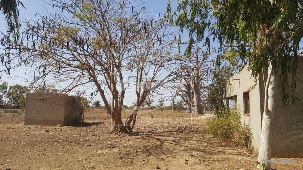 Agence Immobilière Saly Sénégal - T2490 - Terrain à SINDIA - T2490 Terrain en vente à Sindia