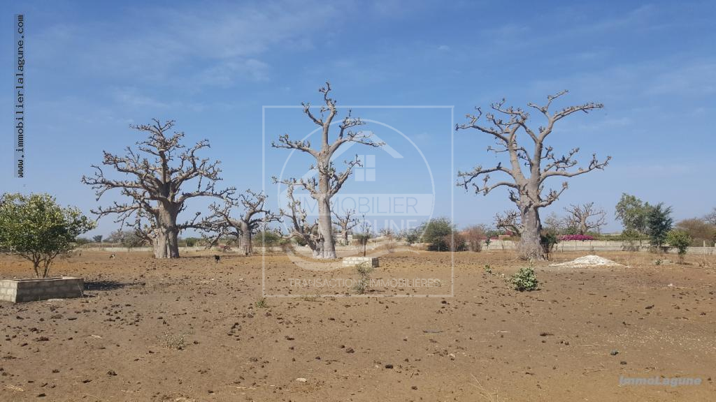 Agence Immobilière Saly Sénégal - T2490 - Terrain à SINDIA - T2490 Terrain en vente à Sindia