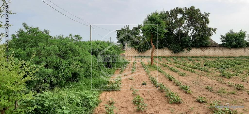 Agence Immobilière Saly Sénégal - T2540 - Terrain à NGUERIGNE - 