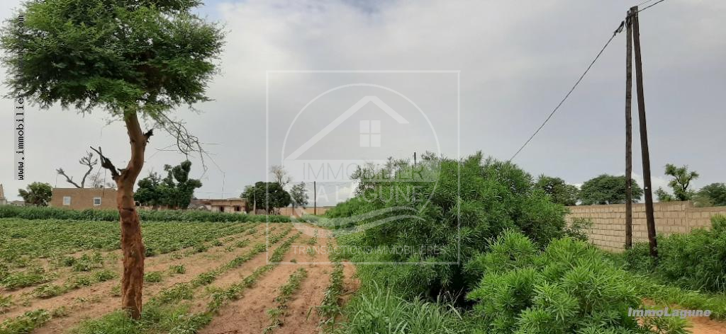 Agence Immobilière Saly Sénégal - T2540 - Terrain à NGUERIGNE - 