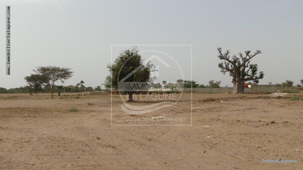 Agence Immobilière Saly Sénégal - T2553 - Terrain à SALY - T2553 Terrain en vente à SALY