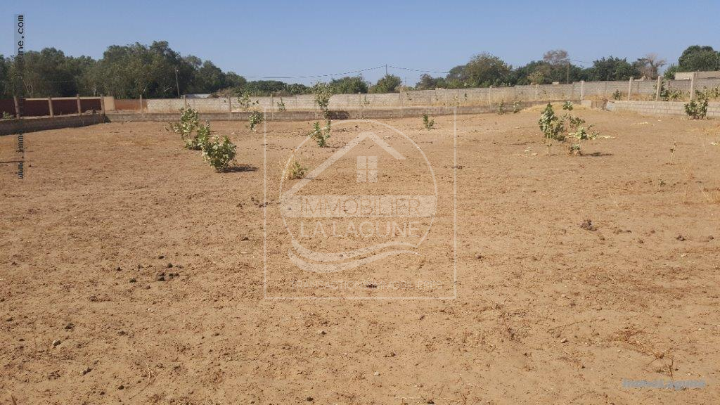 Agence Immobilière Saly Sénégal - T2565 - Terrain à NGUERIGNE - V2565-terrai-en-vente-a-ngerigne-serere-senegal