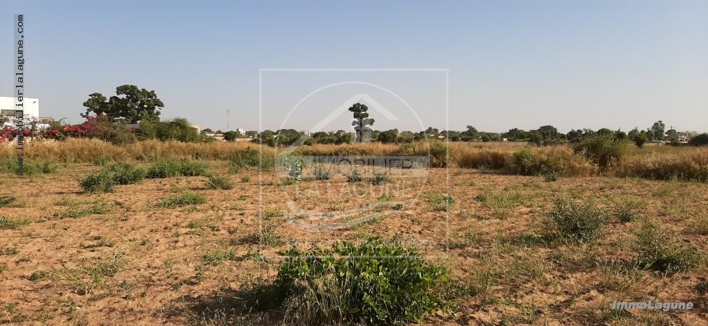 Agence Immobilière Saly Sénégal - T2380 - Terrain à NGUERIGNE - T2380 Terrain à vendre à Nguerigne