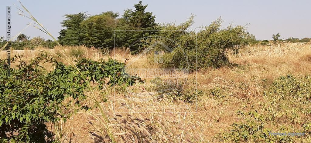 Agence Immobilière Saly Sénégal - T2574 - Terrain à SALY - T2574 Terrain à vendre à Saly