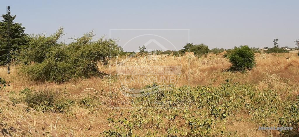 Agence Immobilière Saly Sénégal - T2575 - Terrain à SALY - T2575 Terrain en vente à Saly