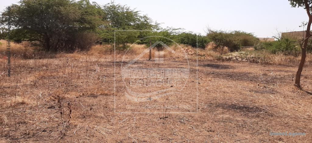 Agence Immobilière Saly Sénégal - T2595 - Terrain à SOMONE - T2595-terrain-en-vente-a-somone-senegal