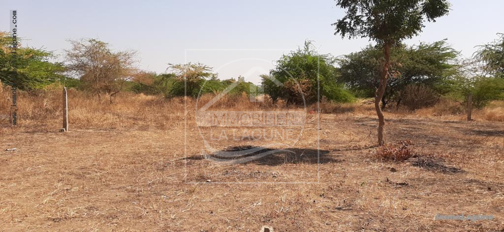 Agence Immobilière Saly Sénégal - T2595 - Terrain à SOMONE - T2595-terrain-en-vente-a-somone-senegal