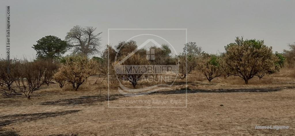 Agence Immobilière Saly Sénégal - T2598 - Terrain à NGAPAROU - T2598 terrain-a-vendre-nguerigne