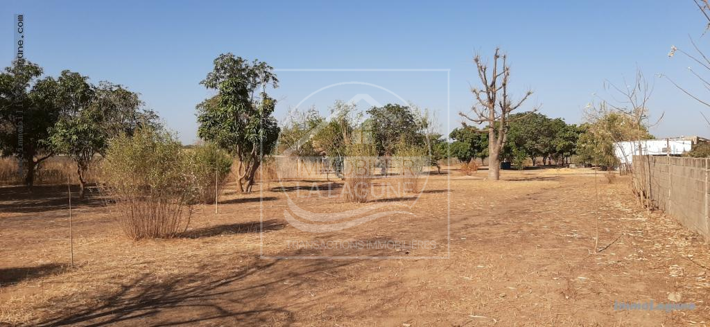 Agence Immobilière Saly Sénégal - T2600 - Terrain à NGUERIGNE - T2600-terrain-en-vente-a-nguerigne-bamabra-senegal