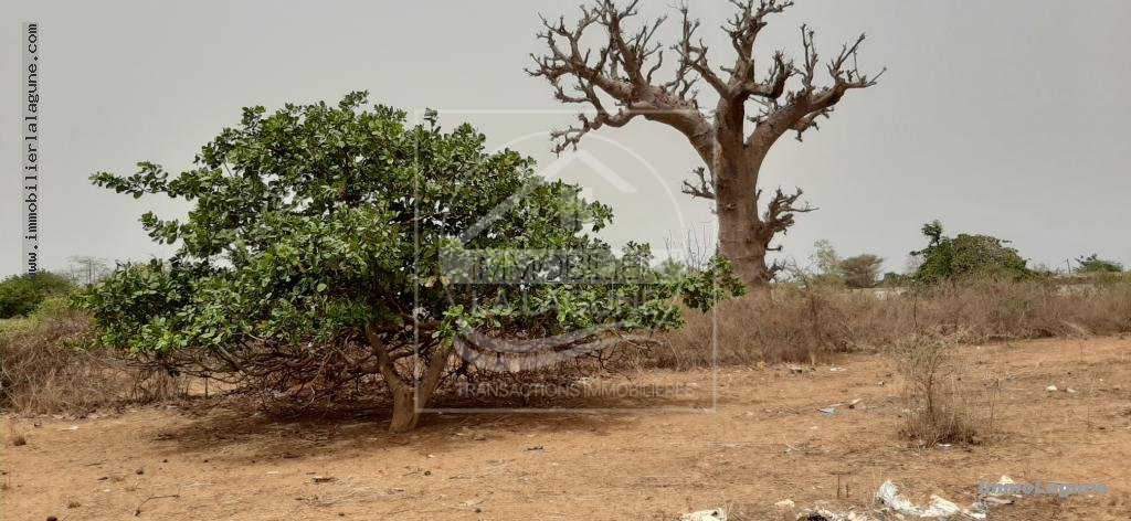 Agence Immobilière Saly Sénégal - T2671 - Terrain à NGUERIGNE - T2671-TERRAIN-A-VENDRE-A-NGUERIGNE-SENEGAL