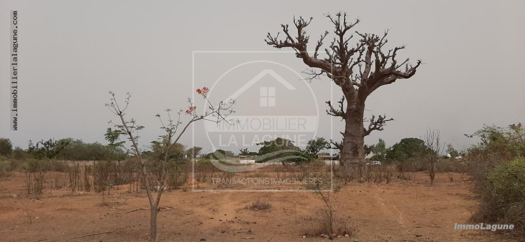 Agence Immobilière Saly Sénégal - T2671 - Terrain à NGUERIGNE - T2671-TERRAIN-A-VENDRE-A-NGUERIGNE-SENEGAL