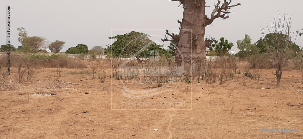 Agence Immobilière Saly Sénégal - T2671 - Terrain à NGUERIGNE - T2671-TERRAIN-A-VENDRE-A-NGUERIGNE-SENEGAL