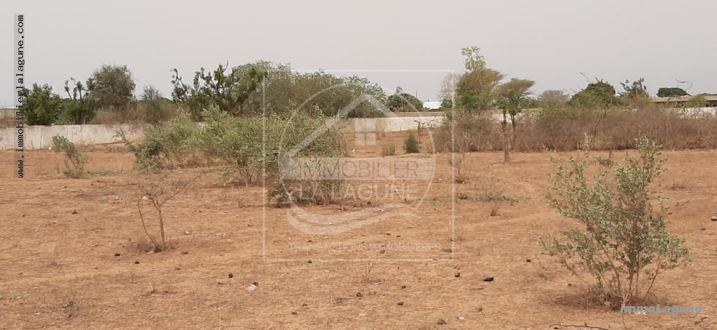 Agence Immobilière Saly Sénégal - T2662 - Terrain à NGUERIGNE - T2662-terrain-en-vente-a-nguerigne-senegal