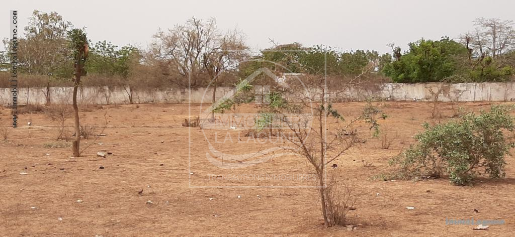 Agence Immobilière Saly Sénégal - T2662 - Terrain à NGUERIGNE - T2662-terrain-en-vente-a-nguerigne-senegal