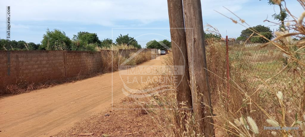 Agence Immobilière Saly Sénégal - T2717 - Terrain à NGUERIGNE - T2717-terrain-en-vente-a-nguerigne-serere-senegal