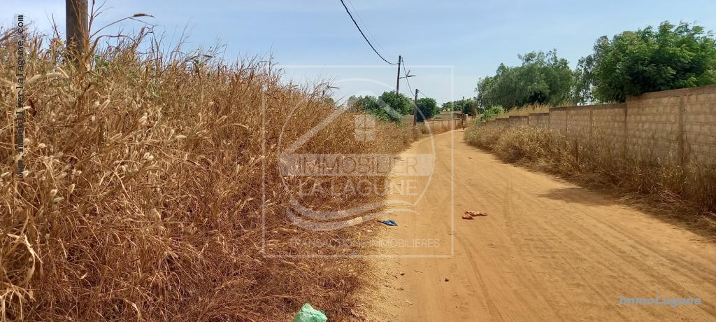 Agence Immobilière Saly Sénégal - T2717 - Terrain à NGUERIGNE - T2717-terrain-en-vente-a-nguerigne-serere-senegal