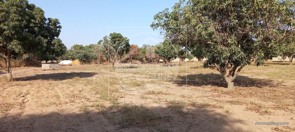 Agence Immobilière Saly Sénégal - T2727 - Terrain à NGAPAROU - T2727-terrain-a-vendre-a-ngaparou-senegal