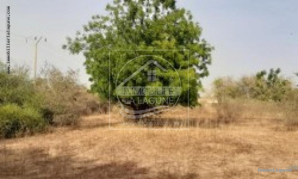 Agence Immobilière Saly Sénégal - T2735 - Terrain à NGUERIGNE - 