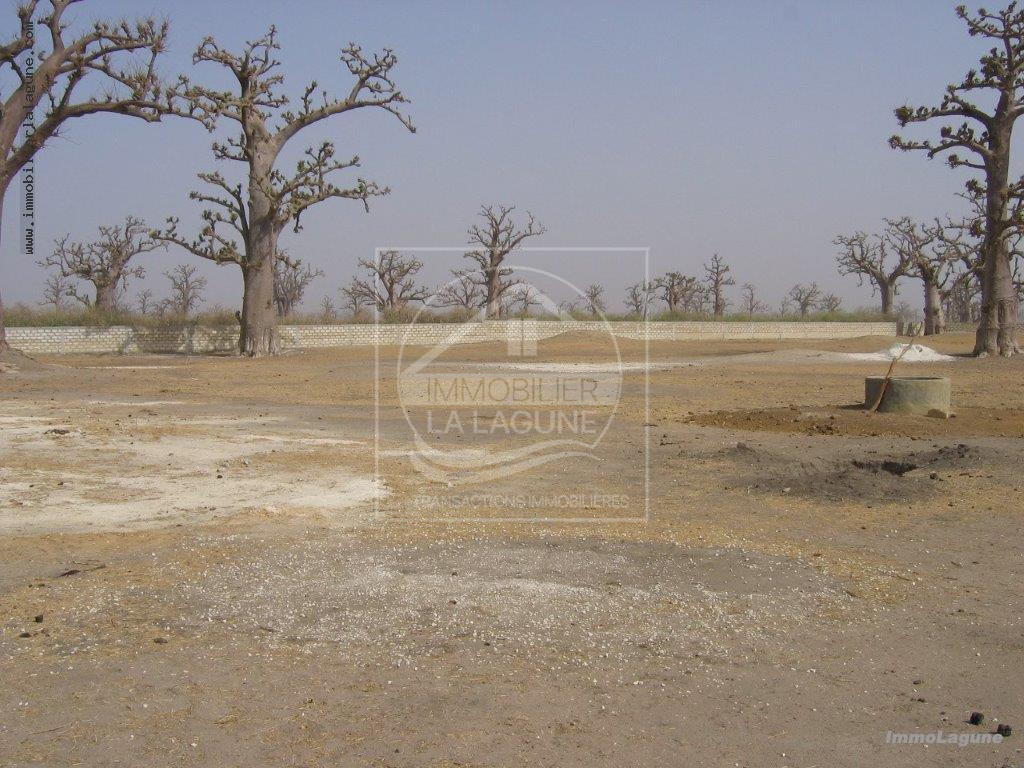 Agence Immobilière Saly Sénégal - T2710 - Terrain à NGUEKHOKH - T2710-terrain-en-vente-a-nguekokh-senegal