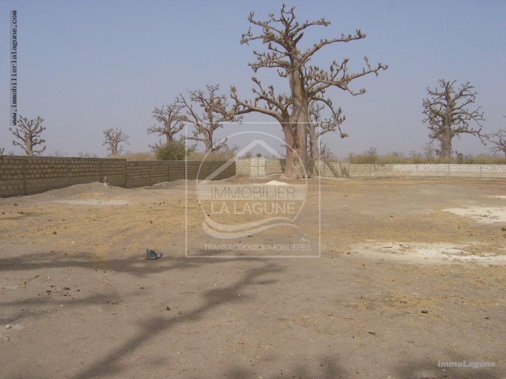 Agence Immobilière Saly Sénégal - T2710 - Terrain à NGUEKHOKH - T2710-terrain-en-vente-a-nguekokh-senegal