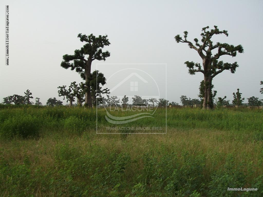 Agence Immobilière Saly Sénégal - T2710 - Terrain à NGUEKHOKH - T2710-terrain-en-vente-a-nguekokh-senegal