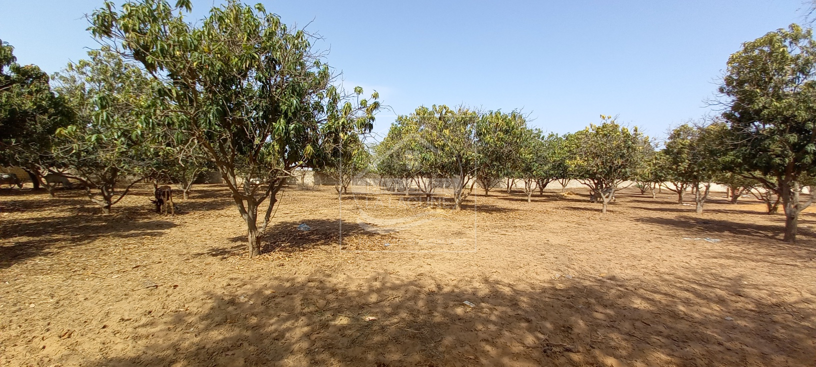 Agence Immobilière Saly Sénégal - T2725 - Terrain à NGAPAROU - 