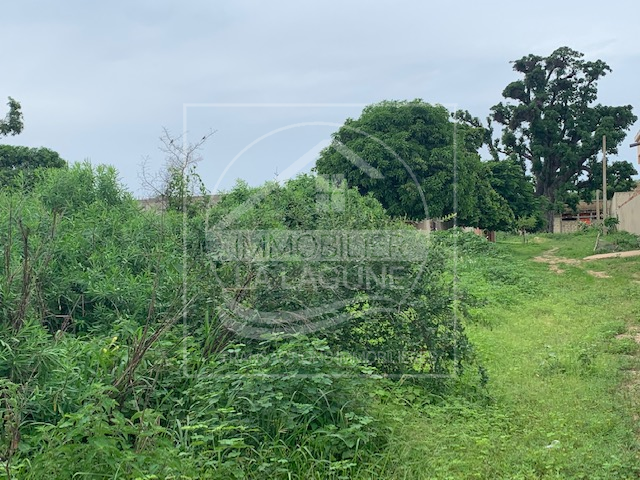 Agence Immobilière Saly Sénégal - T2805 - Terrain à MBALING - T2805 Terrain en vente warang mbaling