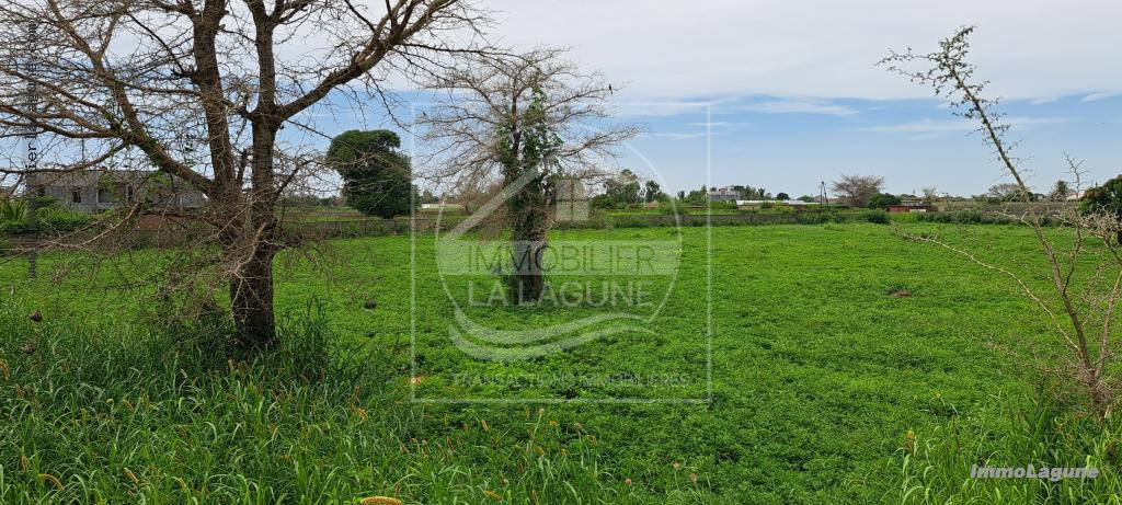 Agence Immobilière Saly Sénégal - T3066 - Terrain à NGUERIGNE - T3066-terrain-a-vendre-a-nguerigne