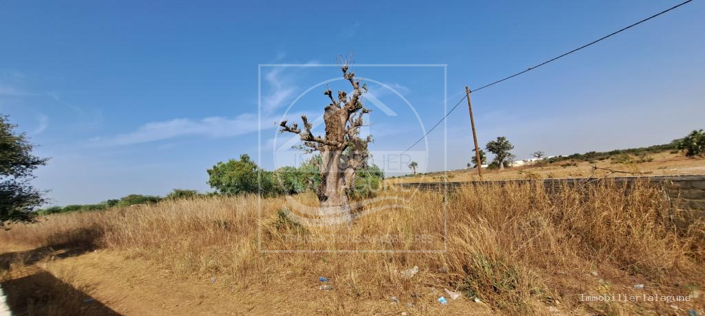 Agence Immobilière Saly Sénégal - T3108 - Terrain à NGUERIGNE - T3108-terrain-a-vendre-a-nguerigne-senegal