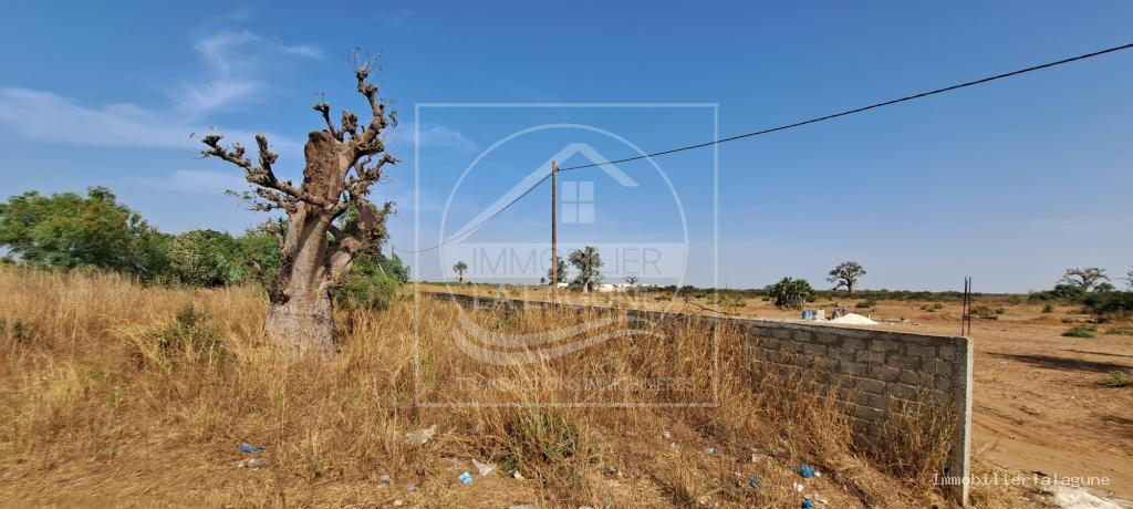 Agence Immobilière Saly Sénégal - T3108 - Terrain à NGUERIGNE - T3108-terrain-a-vendre-a-nguerigne-senegal