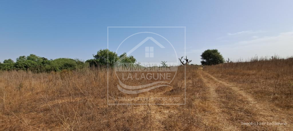 Agence Immobilière Saly Sénégal - T3108 - Terrain à NGUERIGNE - T3108-terrain-a-vendre-a-nguerigne-senegal