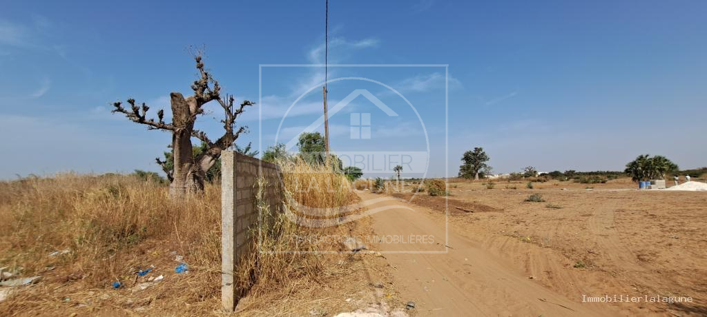 Agence Immobilière Saly Sénégal - T3108 - Terrain à NGUERIGNE - T3108-terrain-a-vendre-a-nguerigne-senegal