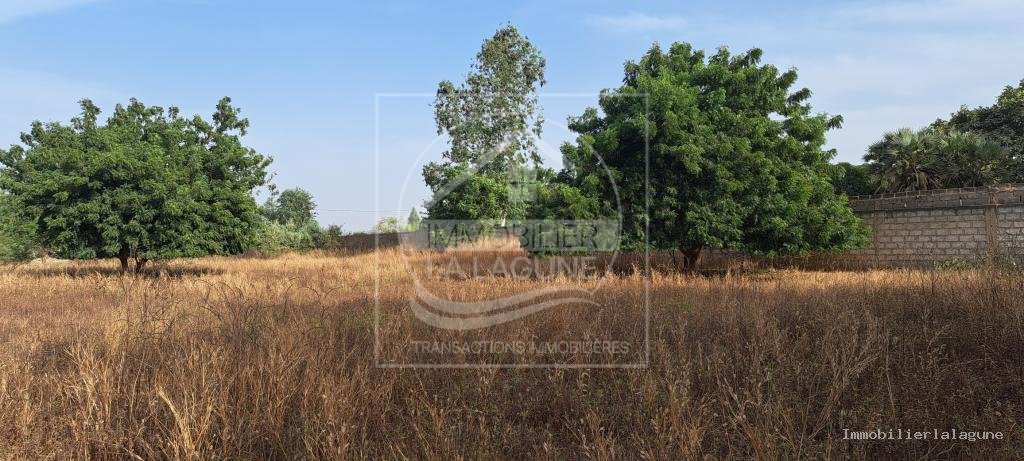 Agence Immobilière Saly Sénégal - T3109 - Terrain à NGUERIGNE - T3109-terrain-a-vendre-a-nguerigne-senegal