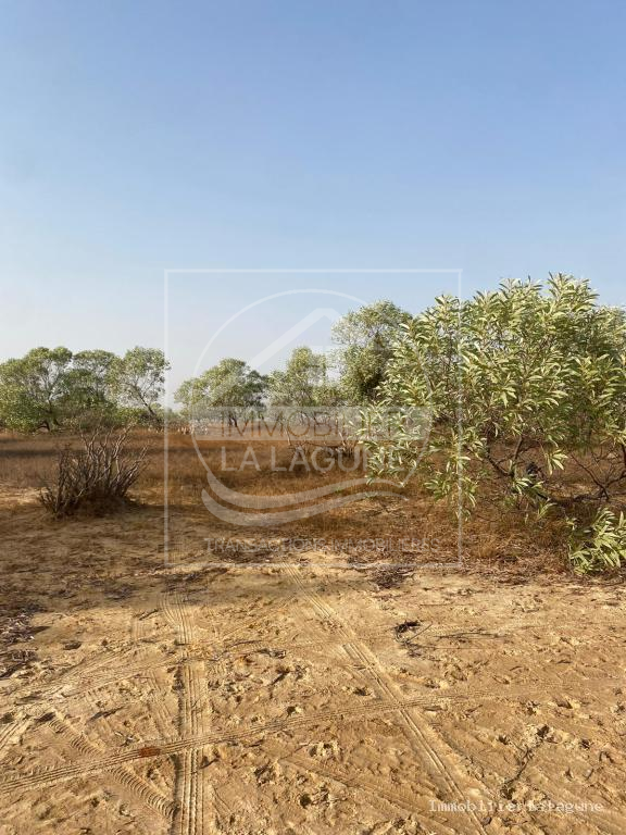 Agence Immobilière Saly Sénégal - T3144 - Terrain à SINE SALOUM - T3144 Terrain a vendre ile de mar lodge senegal