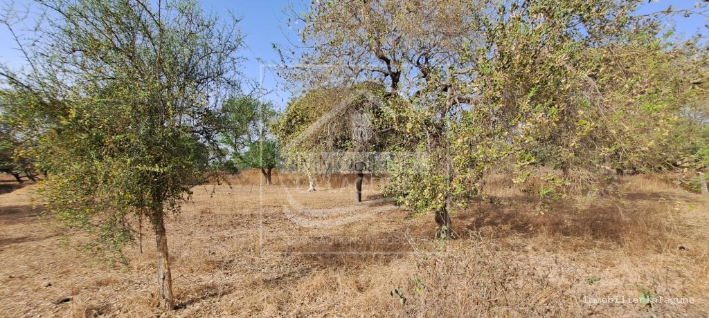 Agence Immobilière Saly Sénégal - T3145 - Terrain à FIMELA - T3145-terrain-a-vendre-a-fimela-djilor-senegal