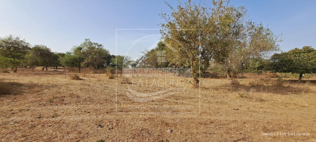 Agence Immobilière Saly Sénégal - T3145 - Terrain à FIMELA - T3145-terrain-a-vendre-a-fimela-djilor-senegal