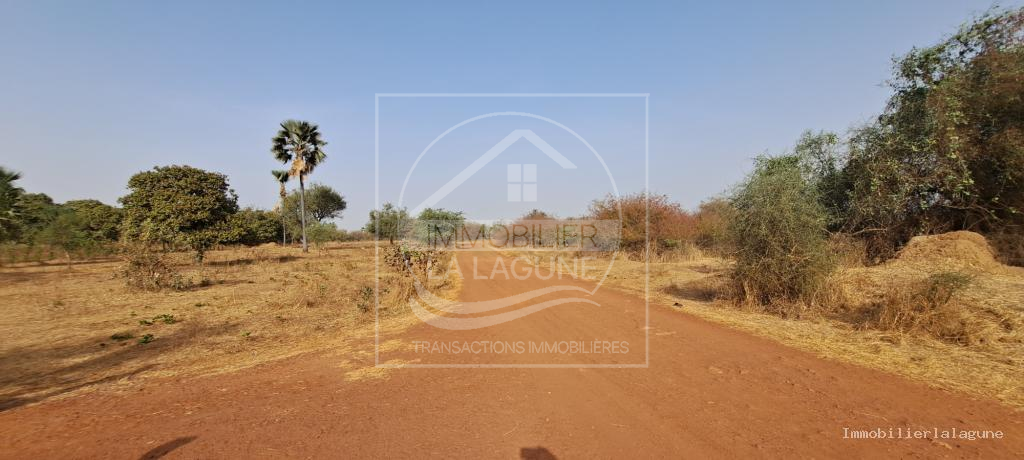 Agence Immobilière Saly Sénégal - T3145 - Terrain à FIMELA - T3145-terrain-a-vendre-a-fimela-djilor-senegal