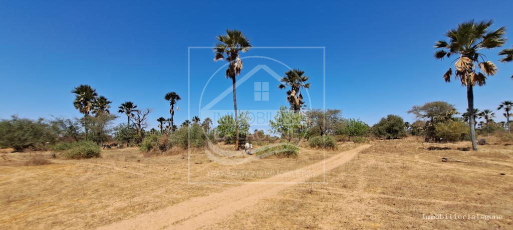 Agence Immobilière Saly Sénégal - T3149 - Terrain à FIMELA - T3149-terrain-a-vendre-a-fimela-senegal